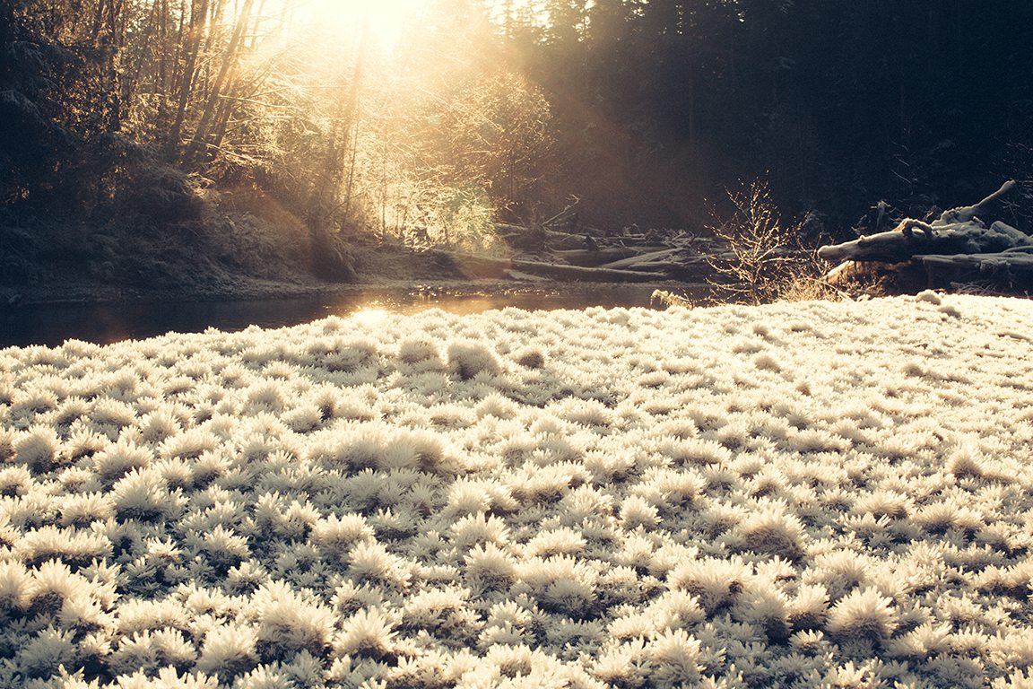 Winter at Carmanah Walbran